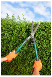 Prune